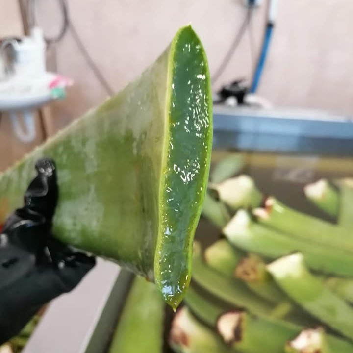 Atelier AloeSolBio : Feuille d'Aloe Vera coupée
