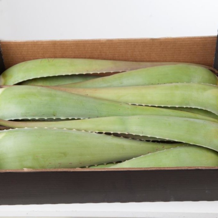 Feuilles d'Aloe Vera Bio