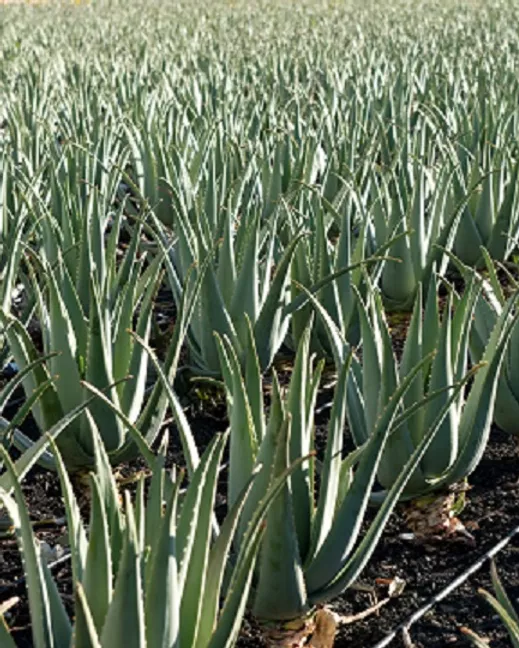 Plantation d'Aloe Vera