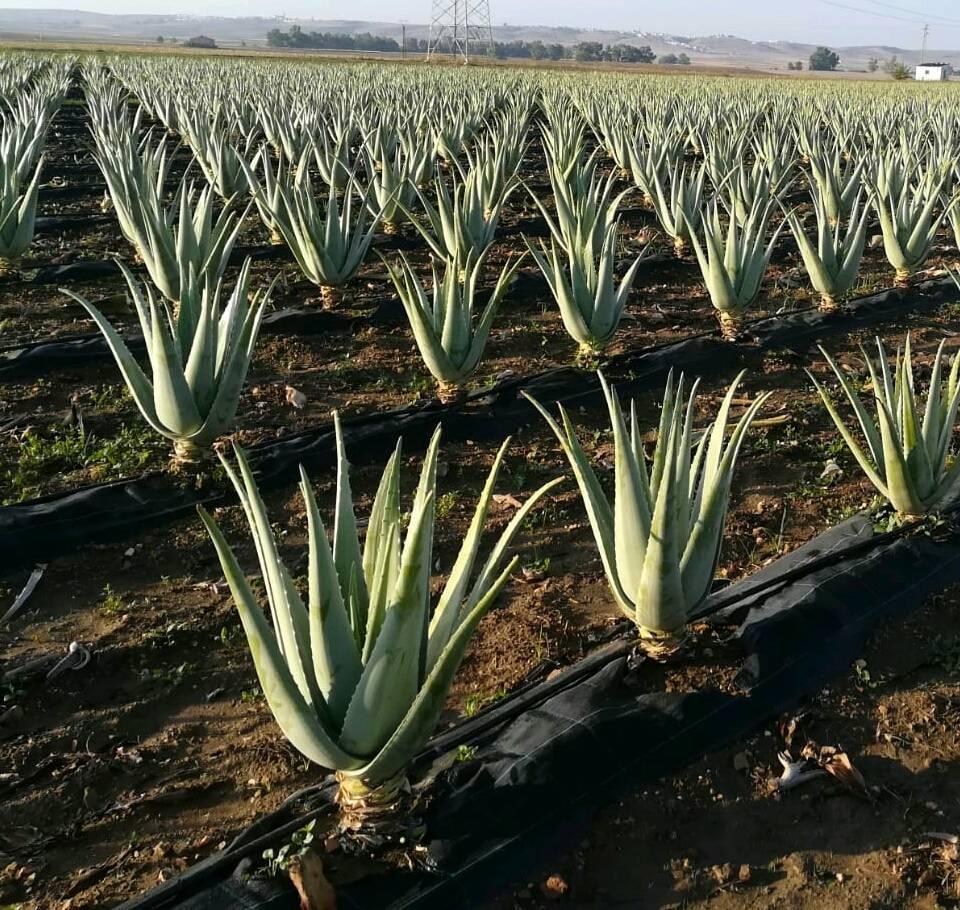 Champs d'Aloe Vera