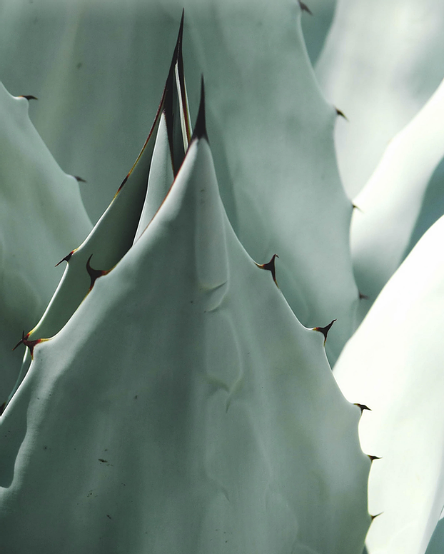 Image de Feuille d'Aloe Vera