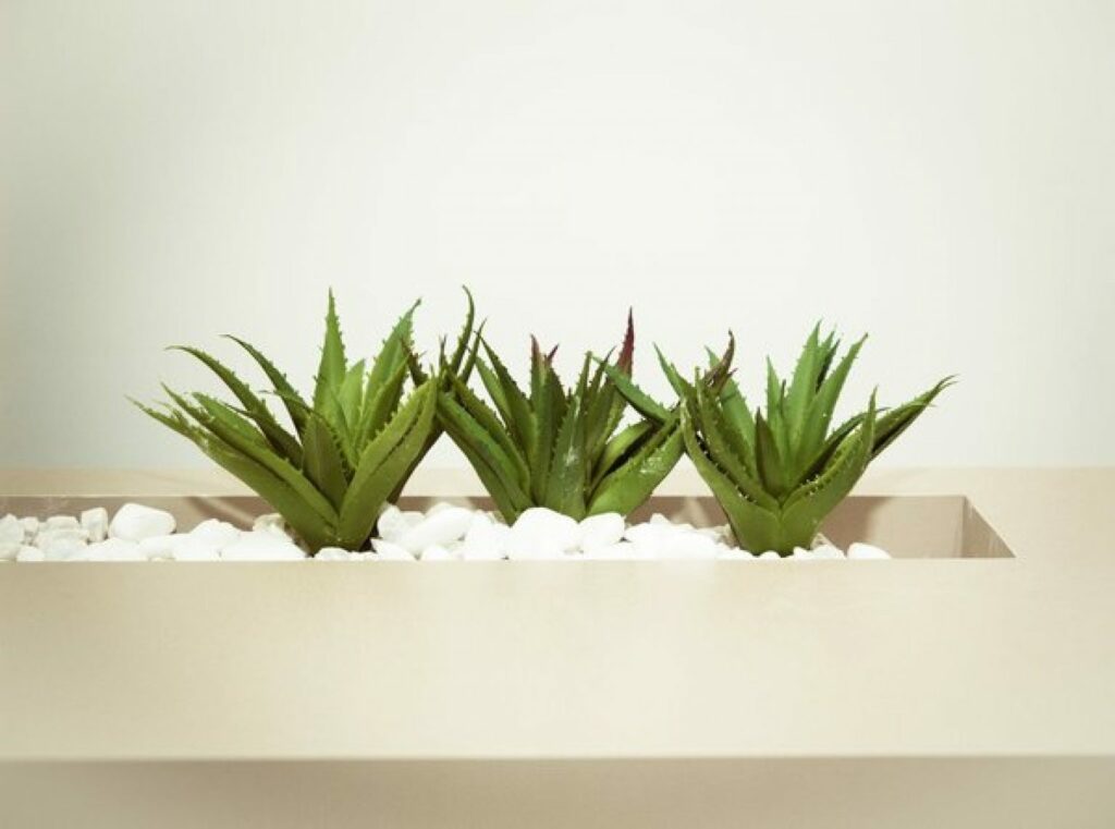Plantation d'Aloe Vera à l'intérieur