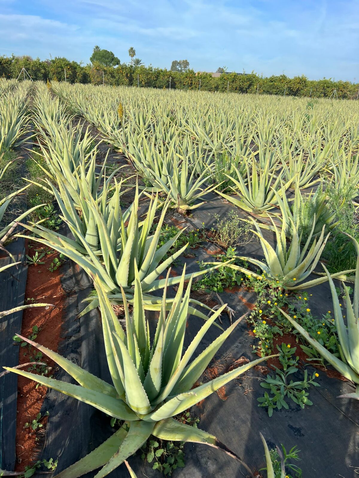 Champ Aloe Vera